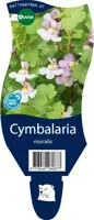 Cymbalaria muralis (Muurleeuwebek) - afbeelding 1