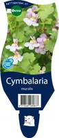 Cymbalaria muralis (Muurleeuwebek) - afbeelding 1