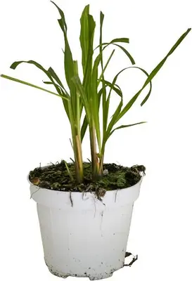 Cymbopogon flexuosus (Citroengras) - afbeelding 1