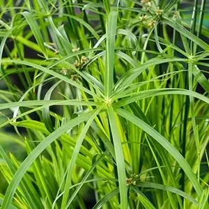 Cyperus alternifolius (Papyrus plant) - afbeelding 2
