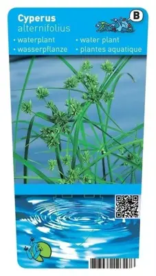 Cyperus alternifolius (Papyrus plant) - afbeelding 1