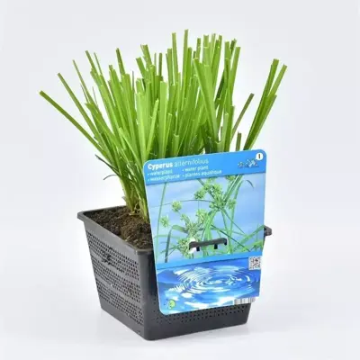 Cyperus alternifolius (Papyrus plant) - afbeelding 1
