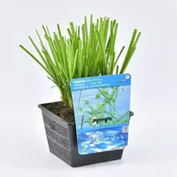 Cyperus alternifolius (Papyrus plant) - afbeelding 1