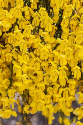 Cytisus 'Hybriden' (Brem) - afbeelding 2