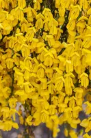 Cytisus 'Hybriden' (Brem) - afbeelding 2