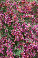Cytisus 'Hybriden' (Brem) - afbeelding 3
