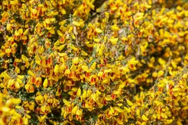 Cytisus 'Hybriden' (Brem) - afbeelding 1