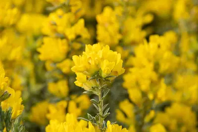 Cytisus Mix in cultivars (Verschillende soorten in display) - afbeelding 2