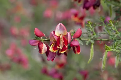 Cytisus Mix in cultivars (Verschillende soorten in display) - afbeelding 4