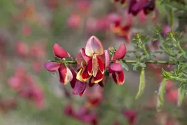 Cytisus Mix in cultivars (Verschillende soorten in display) - afbeelding 4