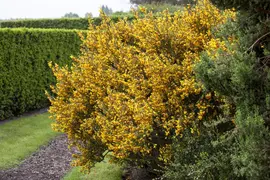 Cytisus Mix in cultivars (Verschillende soorten in display) - afbeelding 5