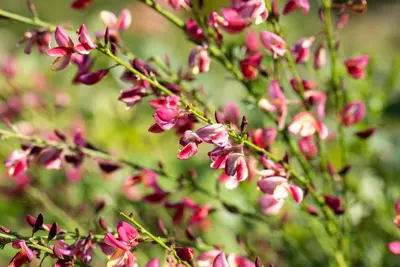 Cytisus Mix in cultivars (Verschillende soorten in display) - afbeelding 6