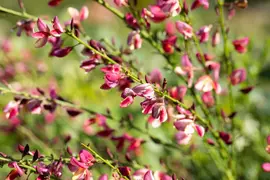 Cytisus Mix in cultivars (Verschillende soorten in display) - afbeelding 6