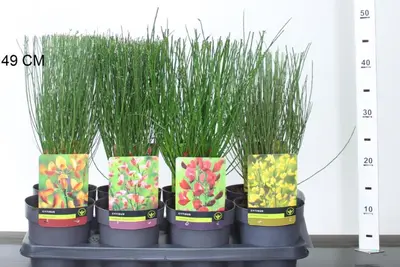 Cytisus Mix in cultivars (Verschillende soorten in display) - afbeelding 1