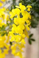 Cytisus Mix in cultivars (Verschillende soorten in display) - afbeelding 3