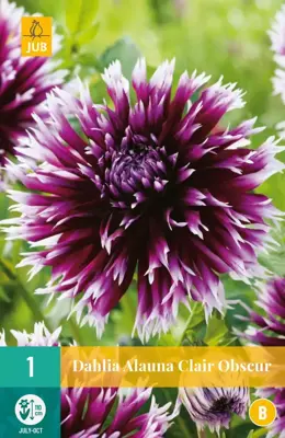 Dahlia alauna clair obscur 1 stuks - afbeelding 1