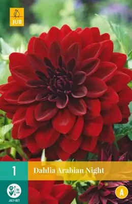 Dahlia arabian night 1 stuks - afbeelding 1