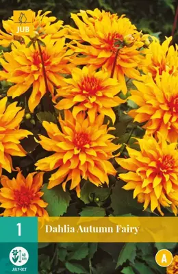 Dahlia autumn fairy 1 stuks - afbeelding 1