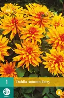 Dahlia autumn fairy 1 stuks - afbeelding 1