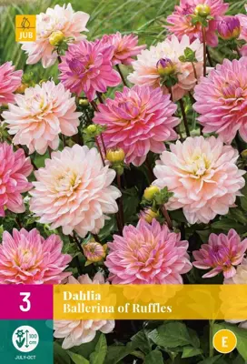 Dahlia ballerina of ruffles 3 stuks - afbeelding 1
