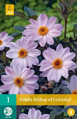 Dahlia bishop of leicester 1 stuks - afbeelding 1