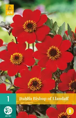 Dahlia bishop of llandaff 1 stuks - afbeelding 1