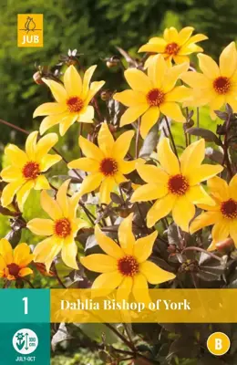Dahlia bishop of york 1 stuks - afbeelding 1