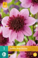 Dahlia blue bayou 1 stuks
