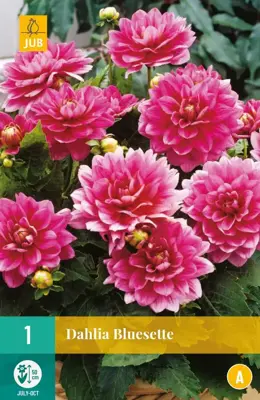 Dahlia bluesette 1 stuks - afbeelding 1