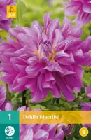 Dahlia bluetiful 1 stuks - afbeelding 1