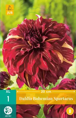 Dahlia bohemian spartacus 1 stuks - afbeelding 1