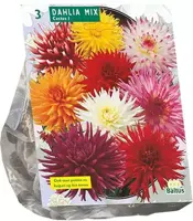 Dahlia cactus mix 3 stuks - afbeelding 2