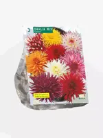 Dahlia cactus mix 3 stuks - afbeelding 1