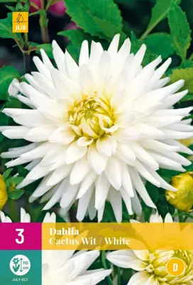 Dahlia cactus wit 3 stuks - afbeelding 1