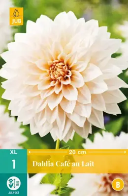 Dahlia cafe au lait 1 stuks - afbeelding 1