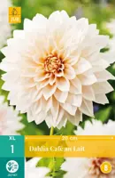 Dahlia cafe au lait 1 stuks - afbeelding 1