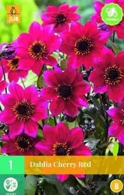 Dahlia cherry red 1 stuks - afbeelding 1