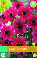 Dahlia cherry red 1 stuks - afbeelding 1