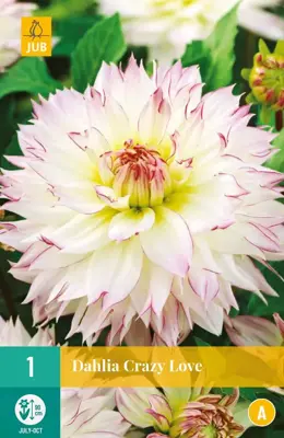 Dahlia crazy love 1 stuks - afbeelding 1