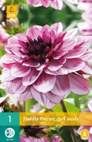 Dahlia creme de cassis 1 stuks