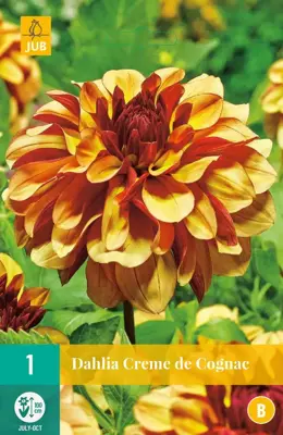 Dahlia creme de cognac 1 stuks - afbeelding 1