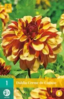 Dahlia creme de cognac 1 stuks - afbeelding 1