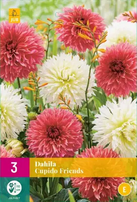 Dahlia cupido friends 3 stuks - afbeelding 1