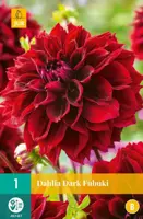 Dahlia dark fubuki 1st - afbeelding 1