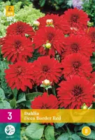 Dahlia deco border rood 3st - afbeelding 1
