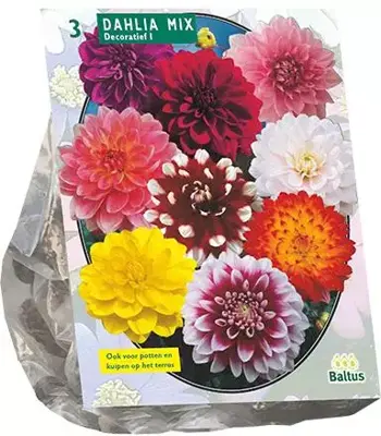 Dahlia deco mix 3 stuks - afbeelding 1
