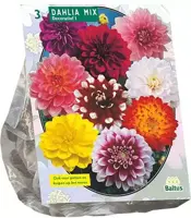 Dahlia deco mix 3 stuks - afbeelding 1