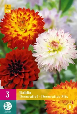 Dahlia decoratief mix 3st - afbeelding 1