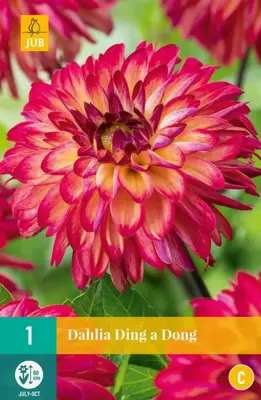 Dahlia ding a dong 1st - afbeelding 1