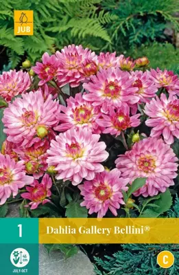 Dahlia gallery bellini  1st - afbeelding 1